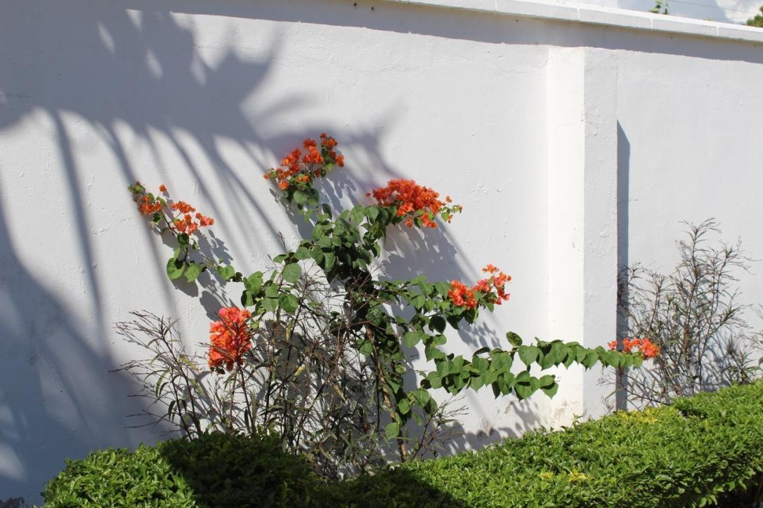 Idc Guest House Багамойо Екстериор снимка